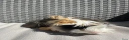 Guinea Pig rodents for sale: Very handsome baby long haired guinea pigs. - Advert 21