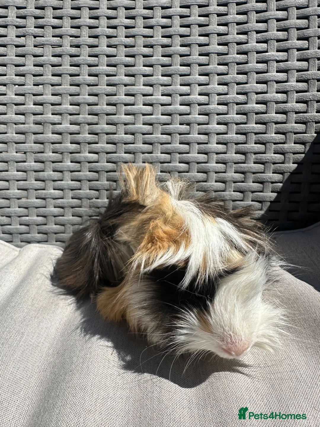 Guinea Pig rodents for sale: Very handsome baby long haired guinea pigs. - Advert 21