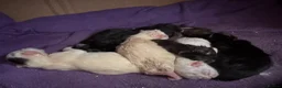 British Longhair cats for sale: 2 black boy kittens and 1 black girl  - Advert 12