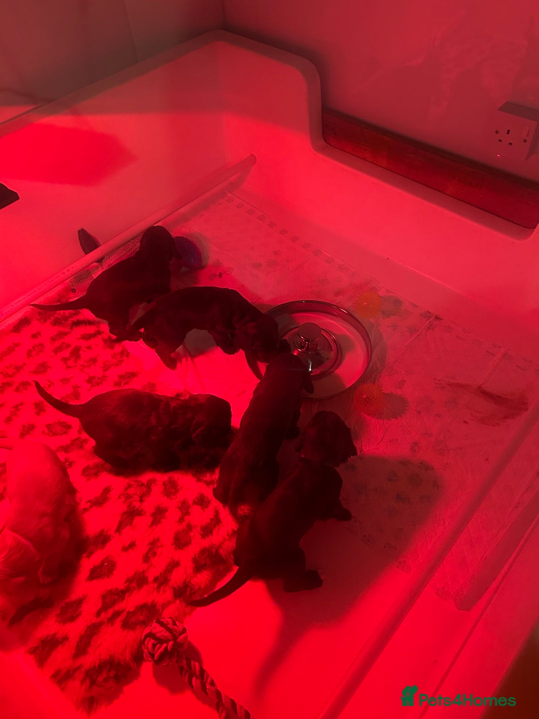 Cocker Spaniel dogs for sale: Working cocker spaniels - Advert 5