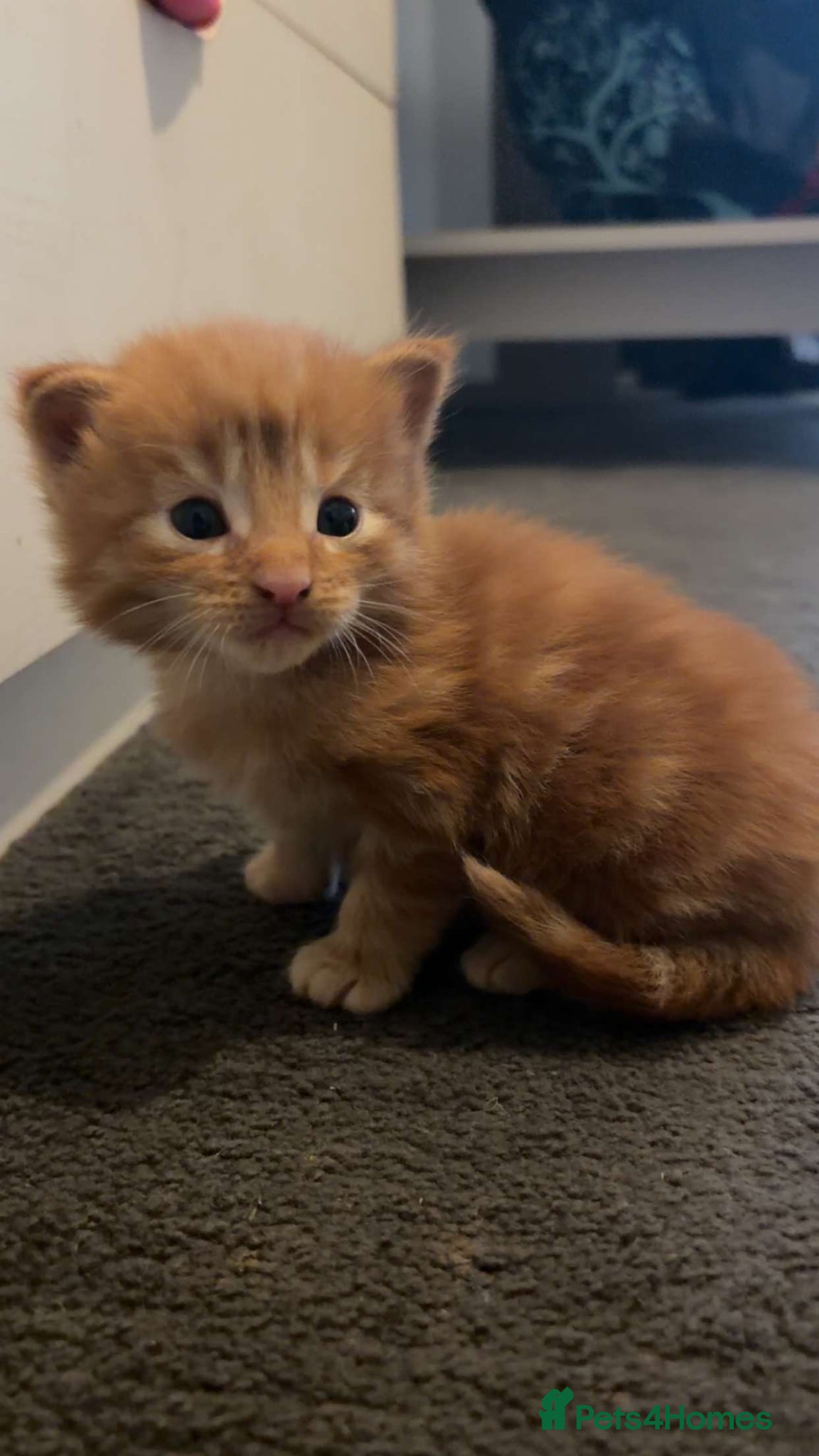 Maine Coon cats Maine coon cross kittens - Advert 2