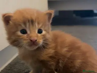 Maine Coon cats Maine coon cross kittens - Advert 1