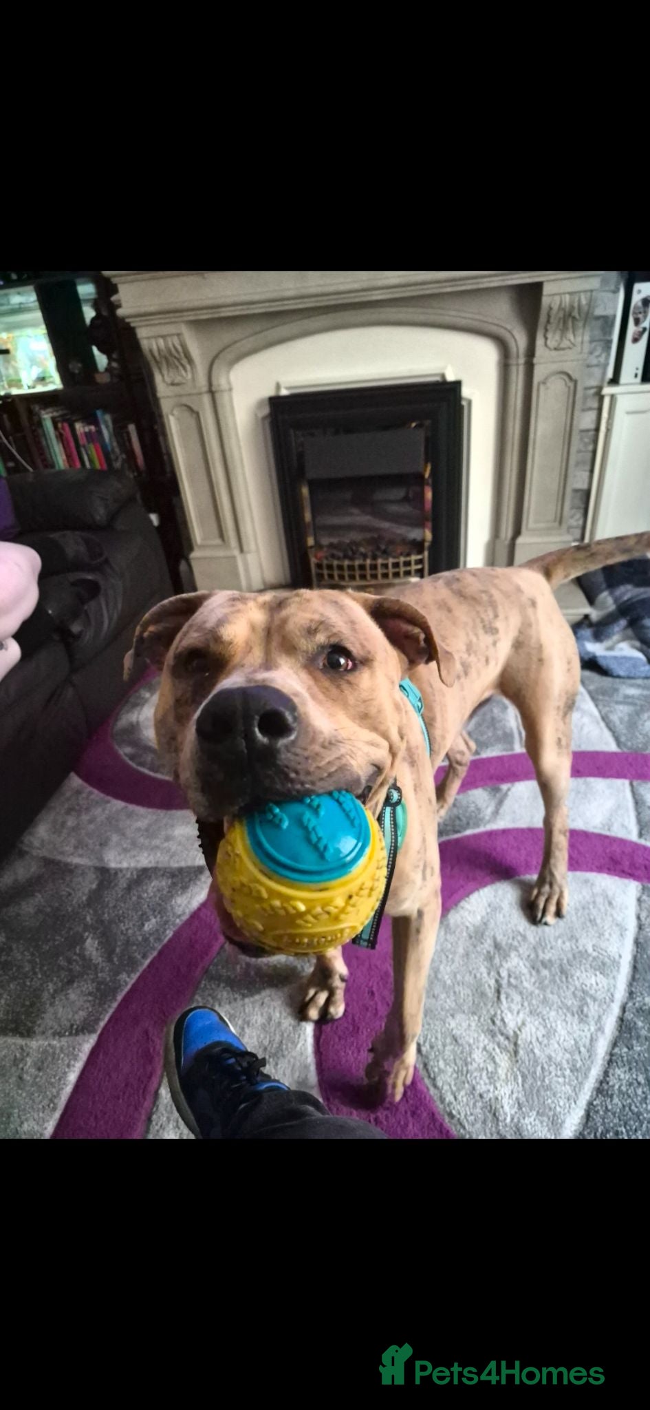 Mixed Breed dogs Mastiff mix lookikg for forever home - Advert 1