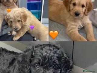 Mixed Breed dogs READY NEXT WEEK!! Stunning Litter of Bernadoodles - Advert 14