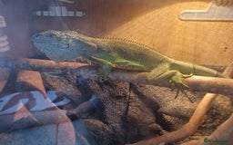 Iguana reptiles for sale: Green Tree Iguana - Image 1