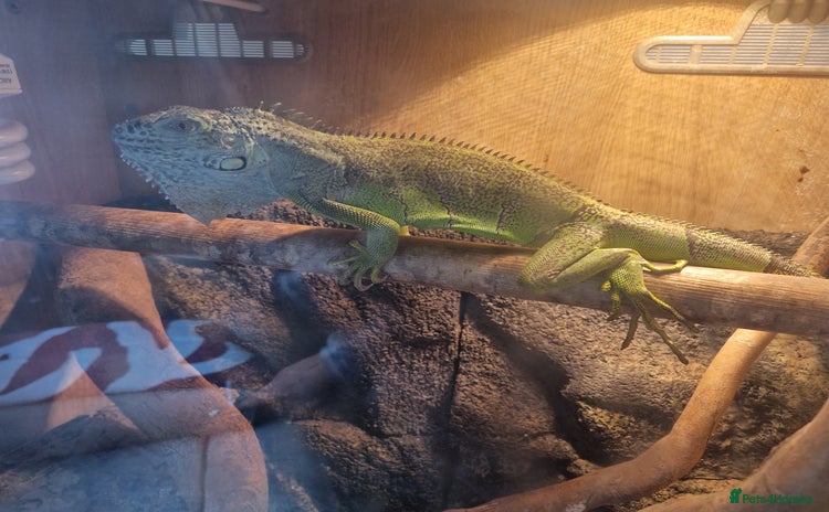 Iguana reptiles - Advert 14