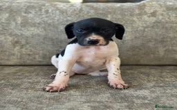 Pointer dogs for sale: BEAUTIFUL PEDIGREE POINTER PUPPIES - Image 3