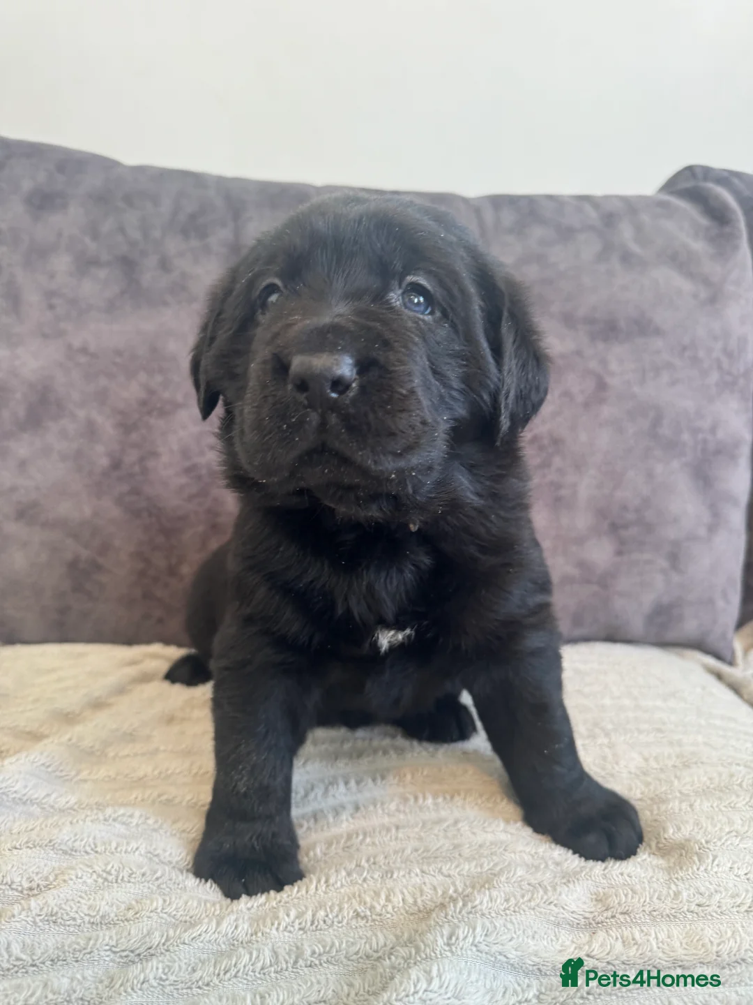 Labrador Retriever dogs for sale: KC Registered Black Chunky Labradors  - Advert 8