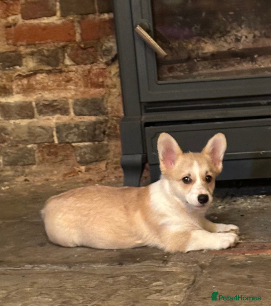 Welsh Corgi Pembroke dogs for sale: Absolutely gorgeous Corgi Puppy  - Advert 1