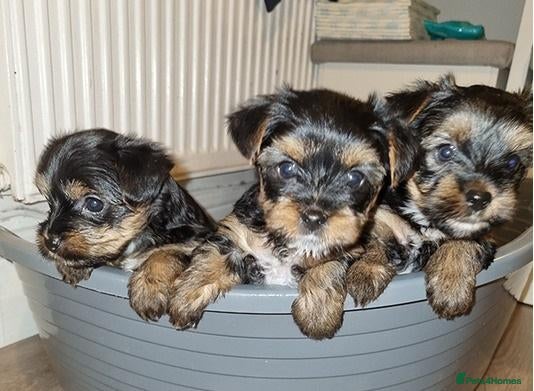 Yorkshire Terrier dogs little lady needs a new home - Advert 6
