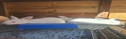 Mixed Breed rabbits for sale: COMPLETE MEAT RABBIT BREEDING COLONY & FULL SETUP - Advert 8