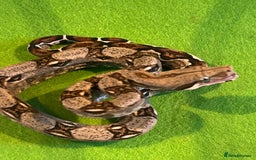 Boa Snake reptiles for sale: 2025 Boa Constrictor Babies in Letchworth Garden City - Image 7