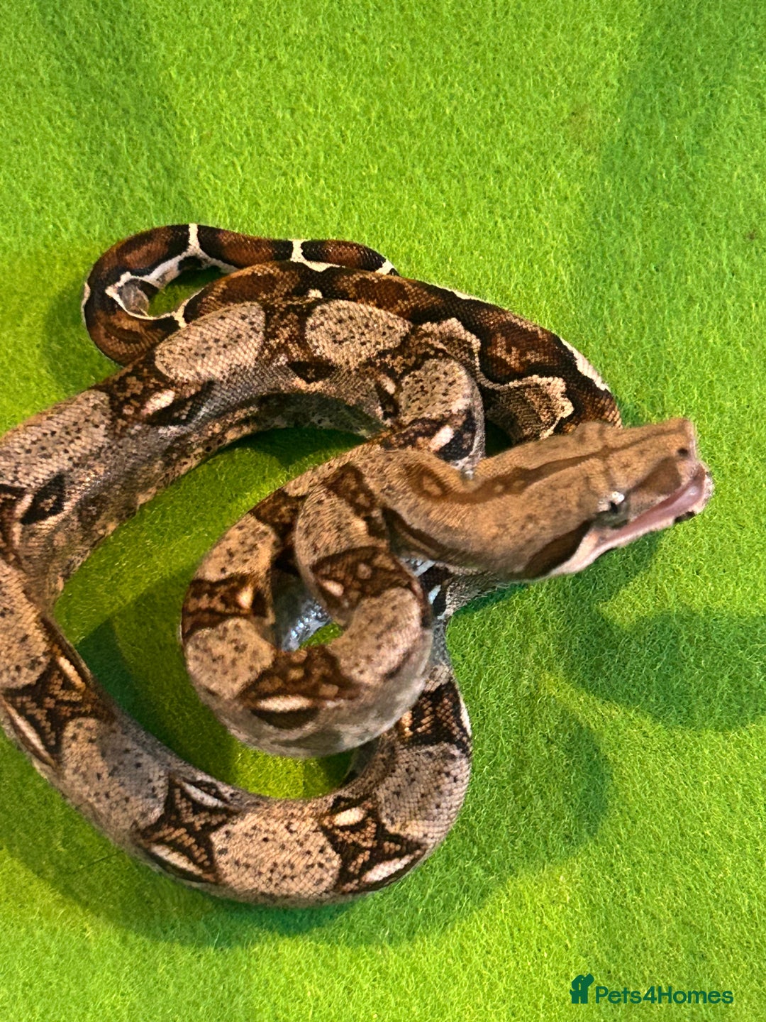 Boa Snake reptiles for sale: 2025 Boa Constrictor Babies in Letchworth Garden City - Image 7