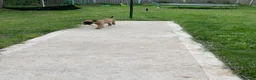 Mixed Breed dogs for sale: German Shepard cross Belgium malli - Advert 3