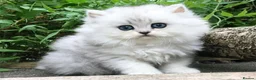 Persian cats for sale: Beautiful persian kitten - Advert 4