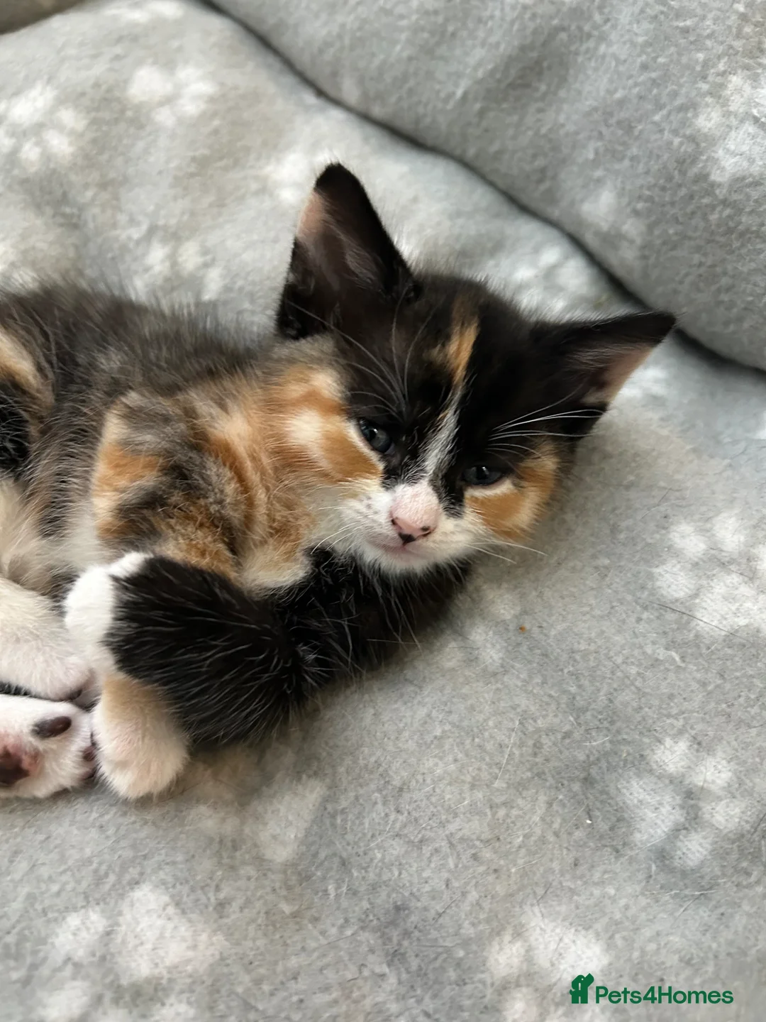 Mixed Breed cats for sale: 3 beautiful kittens - Advert 2