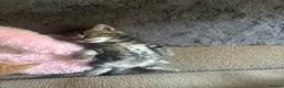 Mixed Breed cats for sale: 5 beautiful kittens  - Advert 8