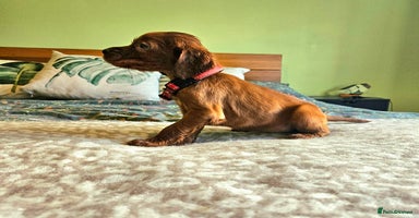 Irish Setter dogs - Advert 7