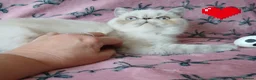 Exotic cats for sale: EXCEPTIONAL PERSIAN EXOTIC KITTENS  - Advert 22