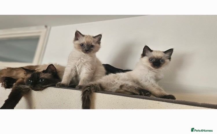 Ragdoll cats for sale - Advert 1