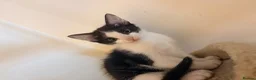 Domestic Shorthair cats for sale: STILL AVAILABLE- 2 black and white kittens  - Advert 14