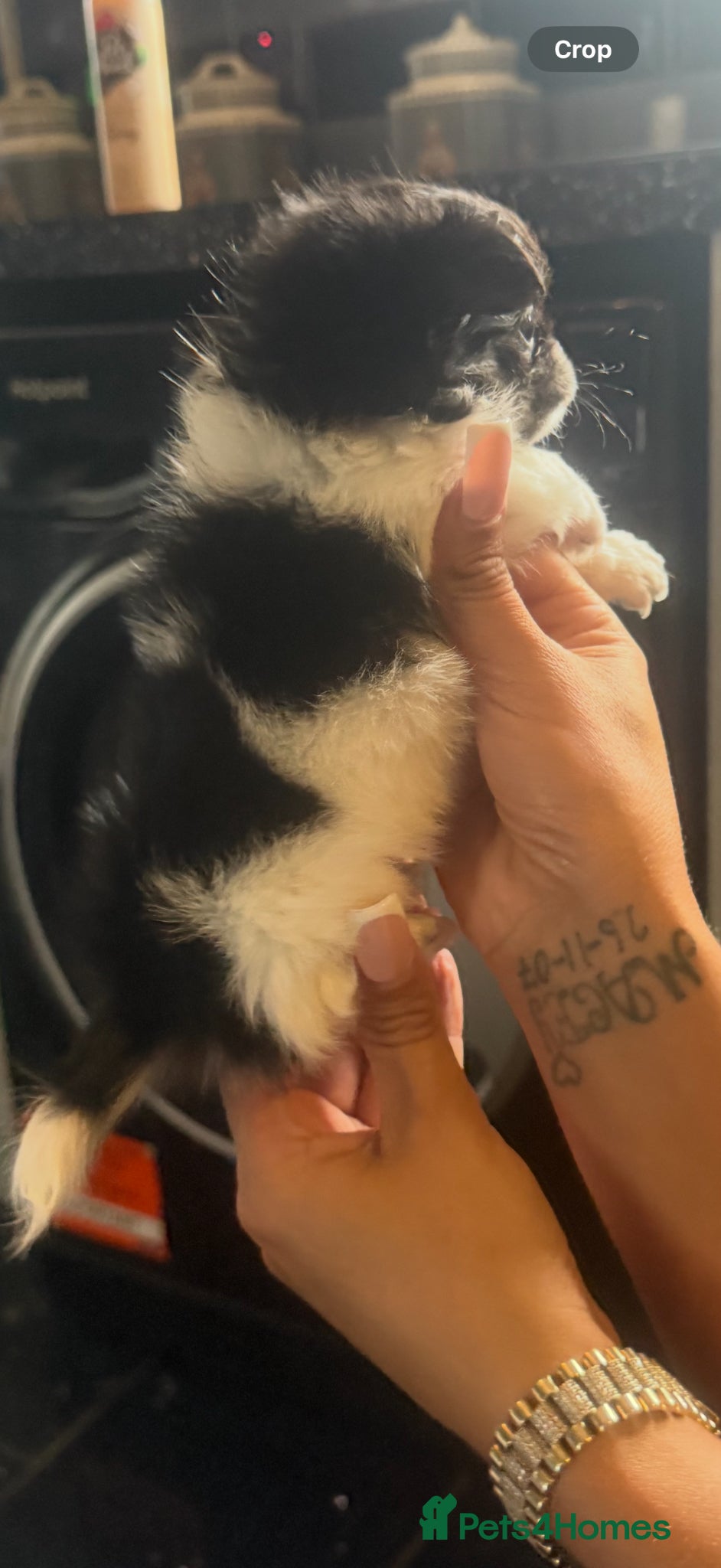 Chihuahua dogs Beautiful tiny chihuahua  - Advert 6