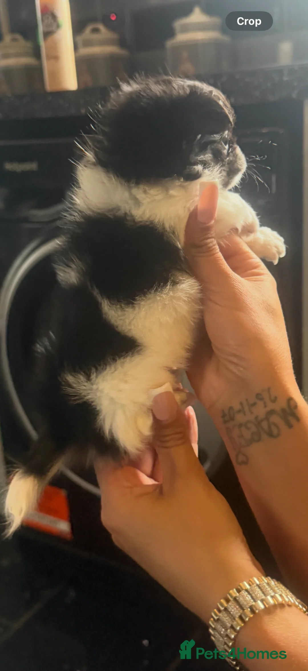 Chihuahua dogs for sale:  Beautiful tiny chihuahua  - Advert 2