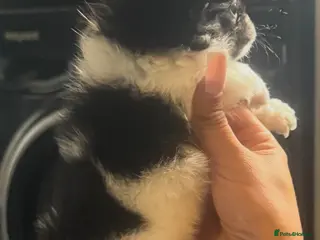 Chihuahua dogs Beautiful tiny chihuahua - Advert 6