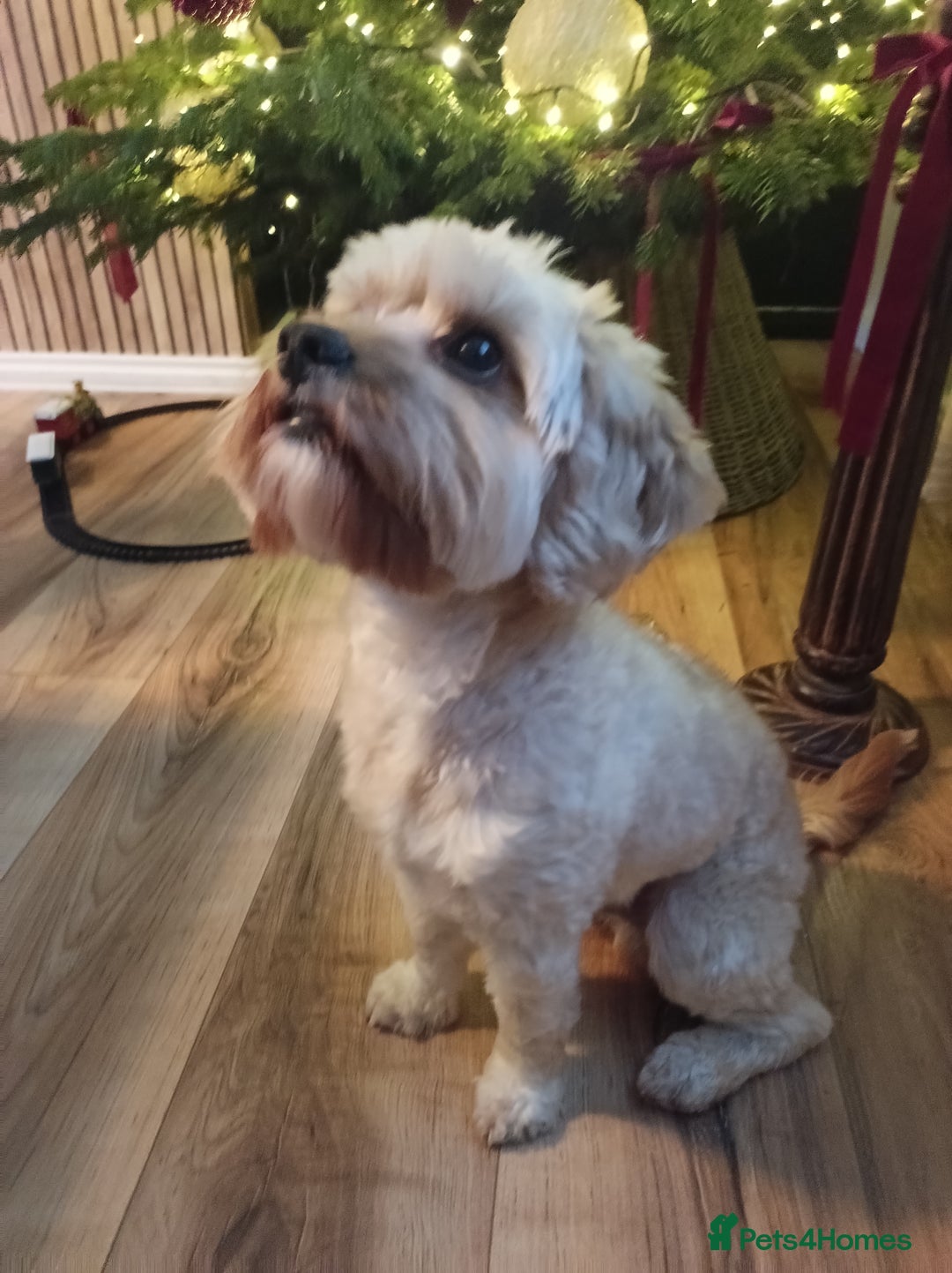 Cavapoo dogs for stud: Cavapoo stud - Advert 1