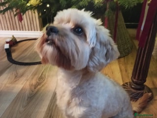 Cavapoo dogs Cavapoo stud - Advert 1