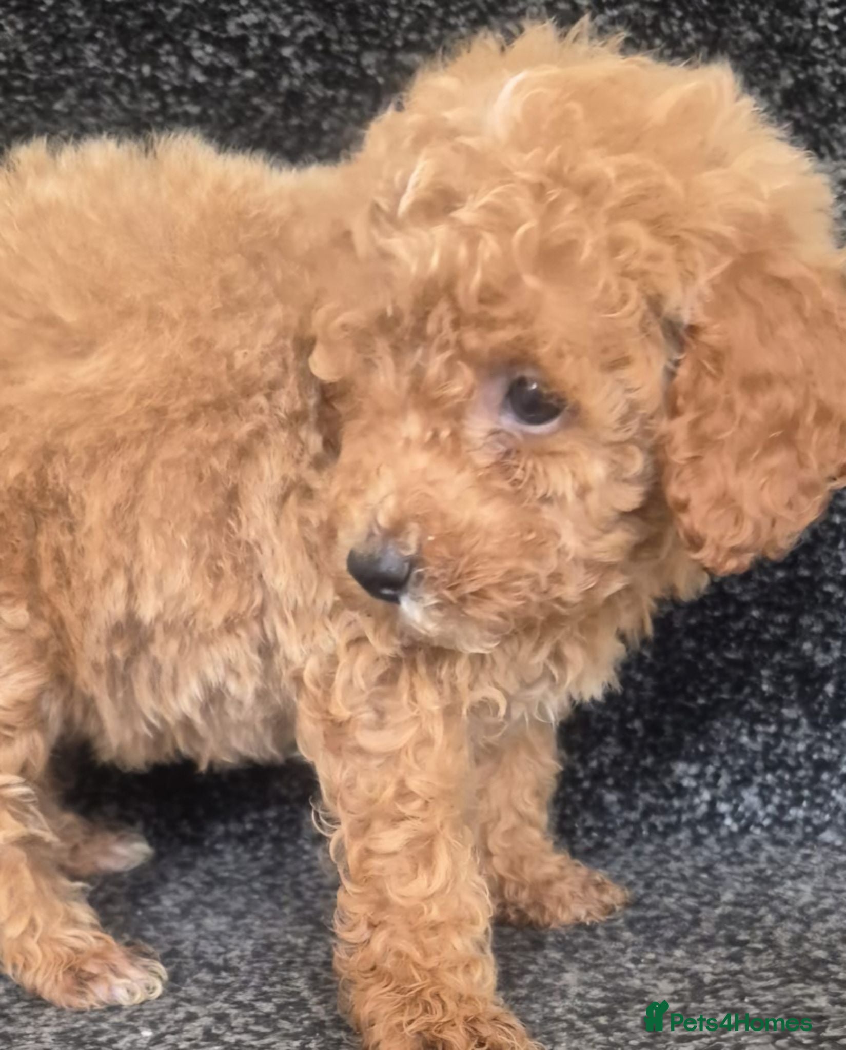 Toy Poodle dogs Toy poodle 🐩 kc registered mum and dad  - Advert 1
