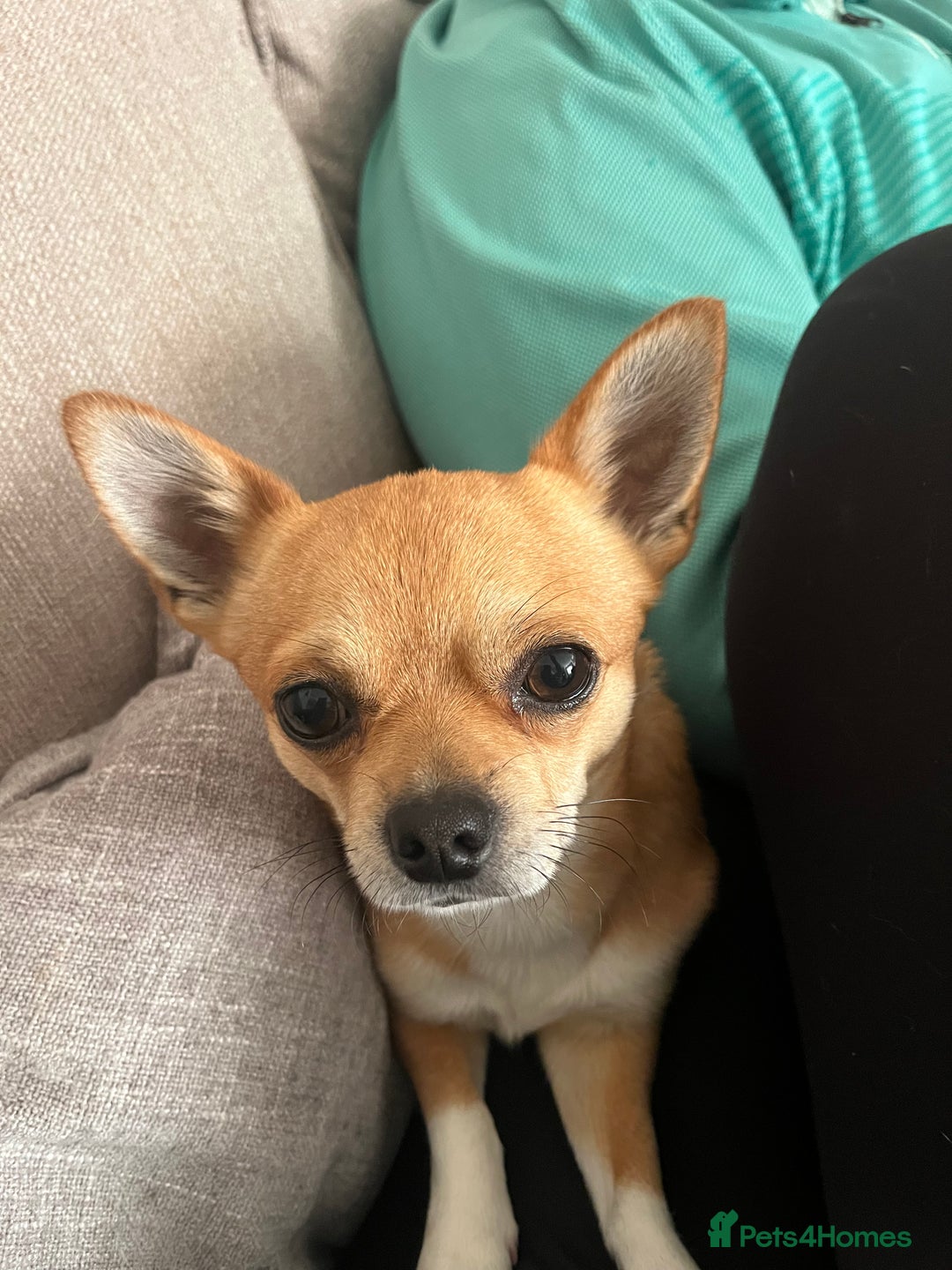 Chihuahua dogs for stud: Friendly Chihuahua for Stud - Advert 10