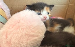 Mixed Breed cats for sale: 3 beautiful kittens for sale - Image 17