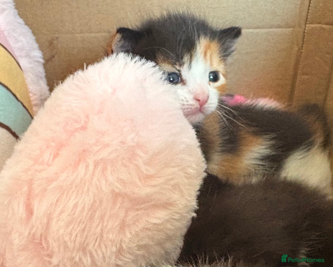 Mixed Breed cats for sale: 3 beautiful kittens for sale - Image 17