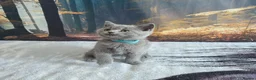 British Shorthair cats for sale: British Shorthair Kittens  - Advert 29