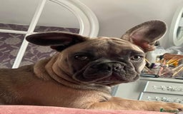 French Bulldog dogs for sale: Beautiful, gentle natured french bulldog  - Image 2