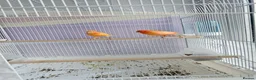 Canaries birds for sale: 2 cannaries - Advert 4