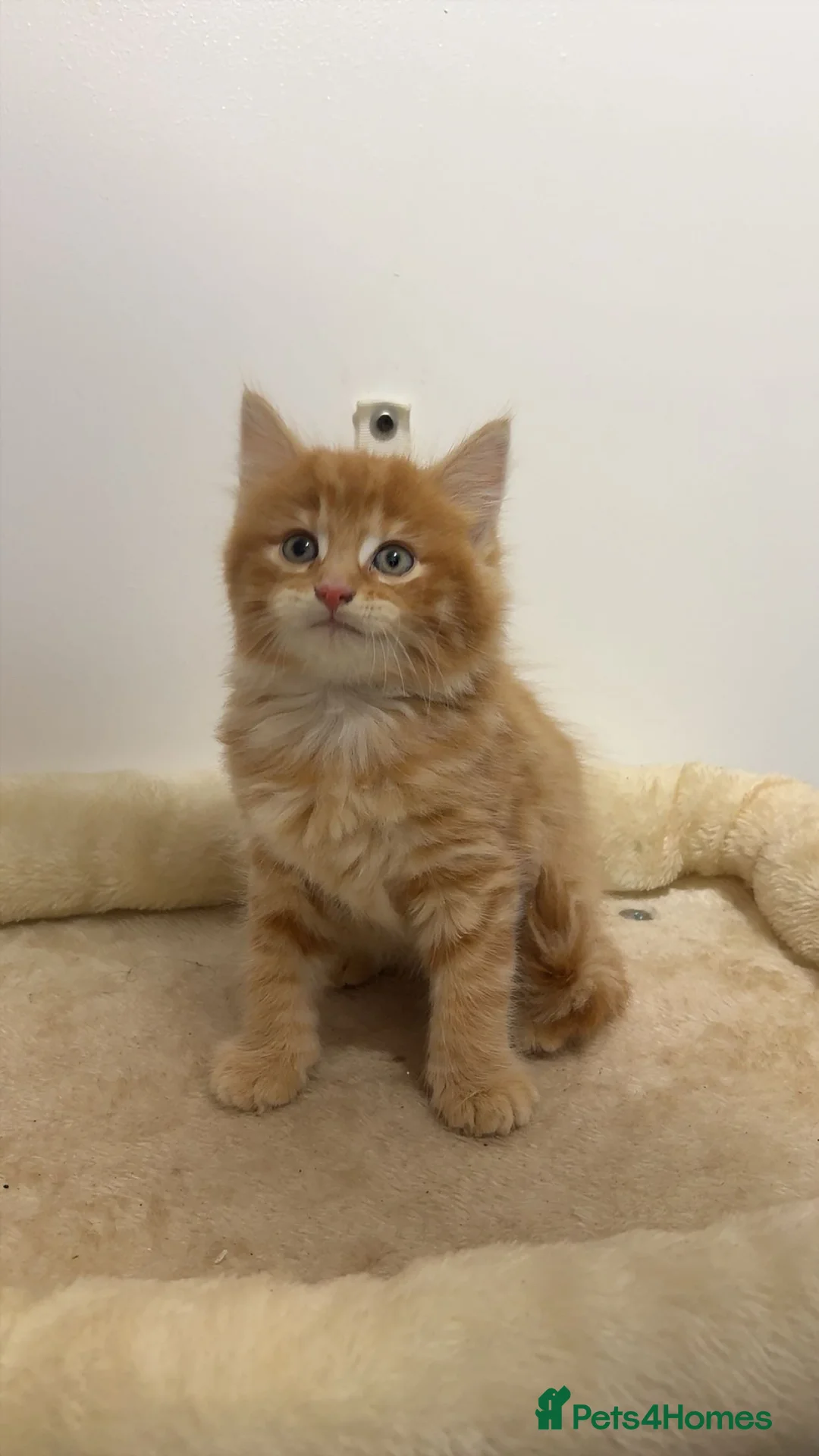 American Shorthair cats for sale: X2 Male Ginger Kittens - Ready to leave! 🐈 - Advert 10