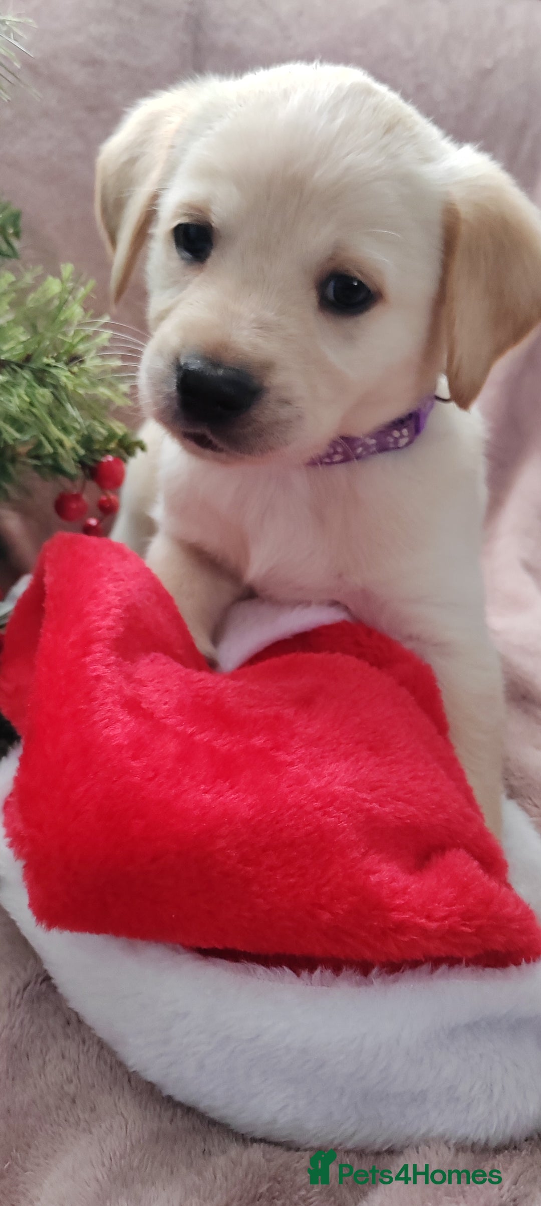 Goldador dogs for sale: Gorgeous Goldador puppies - Advert 5