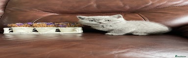 British Shorthair Kitten 2