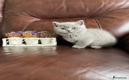 British Shorthair cats for sale:  British Blue kittens - Image 23