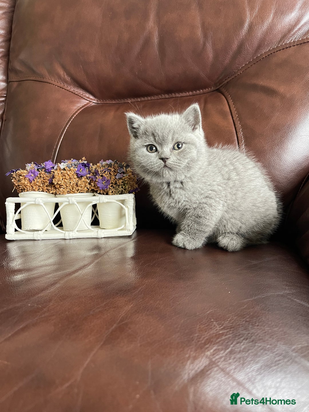 British Shorthair cats for sale:  British Blue kittens - Image 23