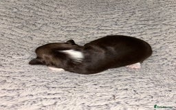 Chihuahua dogs for sale: 2x Purebred Chihuahua⭐️⭐️ - Image 5