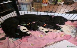 Cocker Spaniel dogs for sale: Cocker spaniel pups - Image 17
