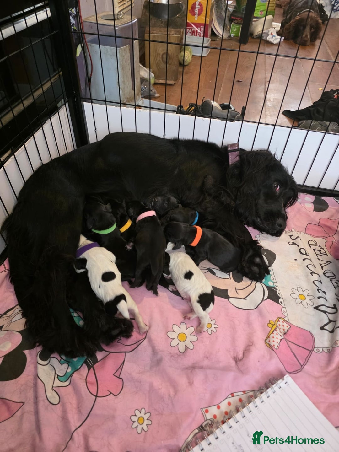 Cocker Spaniel dogs for sale: Cocker spaniel pups - Image 17