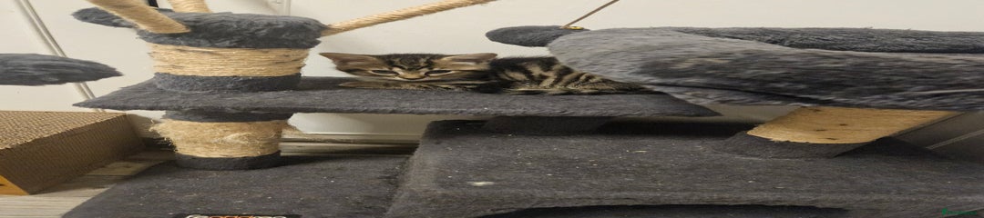 Maine Coon Kitten 2