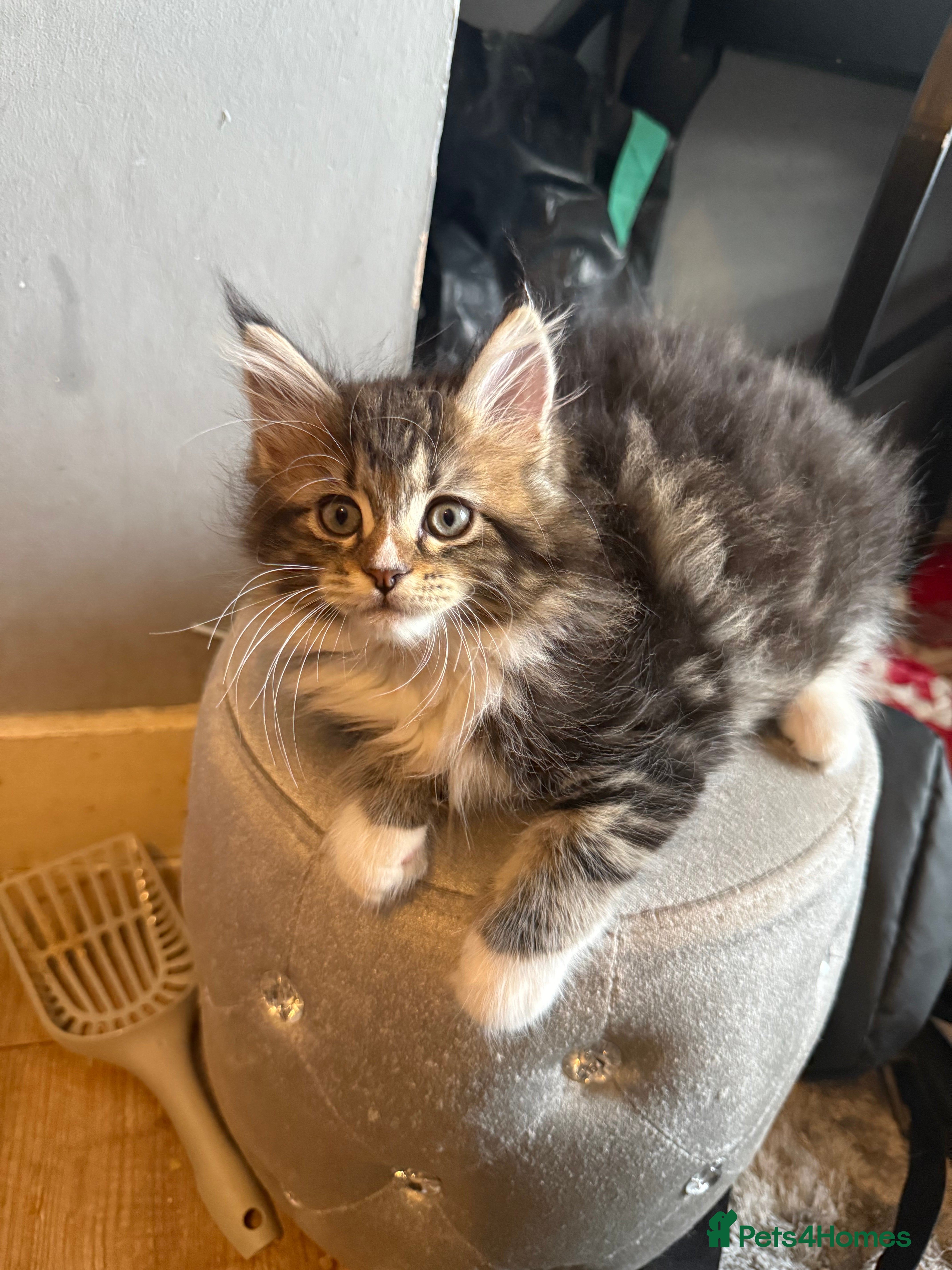 Maine Coon Kitten 1