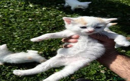 Mixed Breed cats for sale: A kitten - Image 6