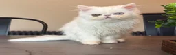 Persian cats for sale: Odd eyed male kitten  - Advert 9