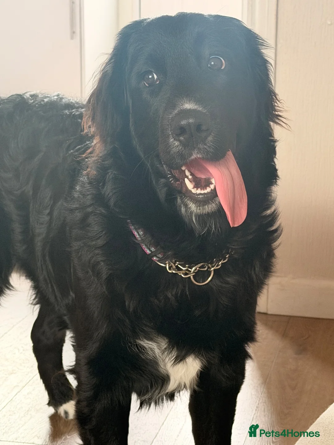Golden Mountain Dog dogs for sale: Chilli - Advert 5